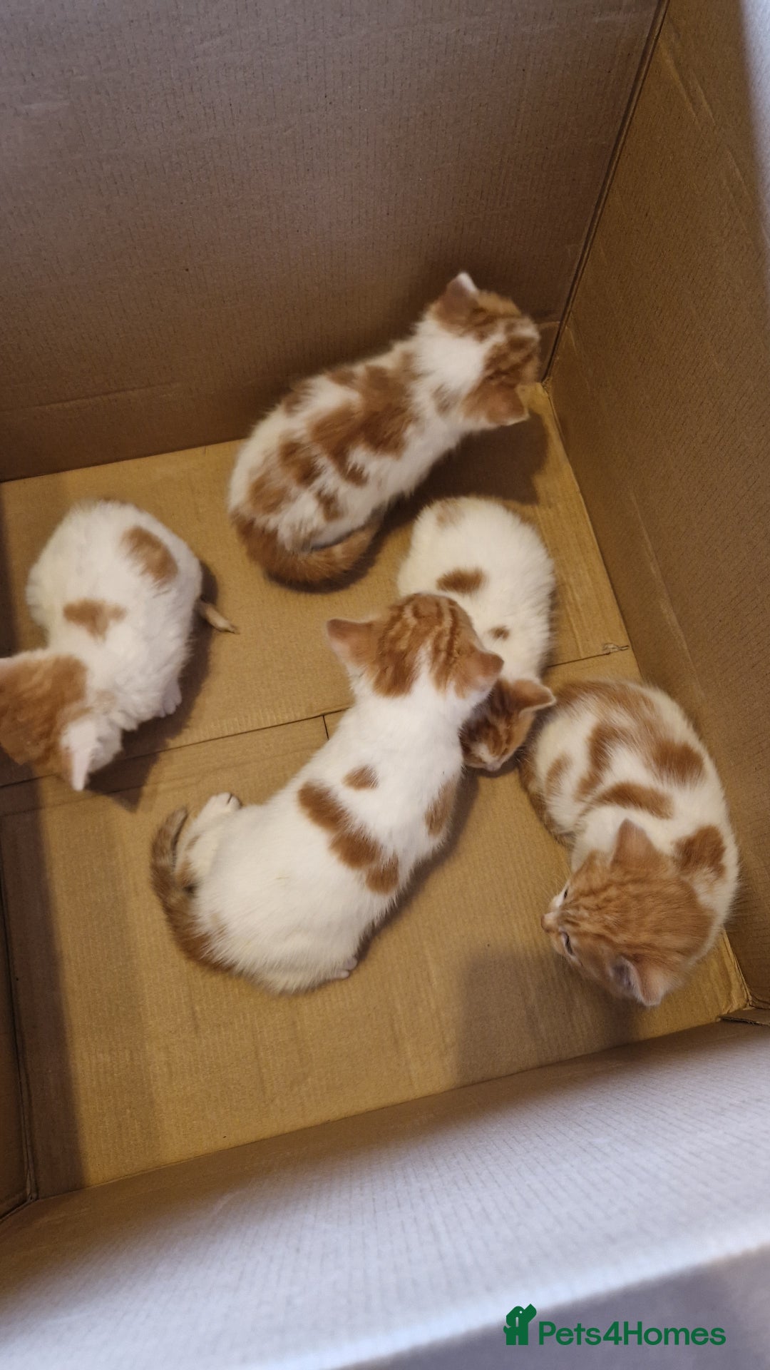 Mixed Breed cats for sale: Super fluffy ginger and white kittens  - Image 2