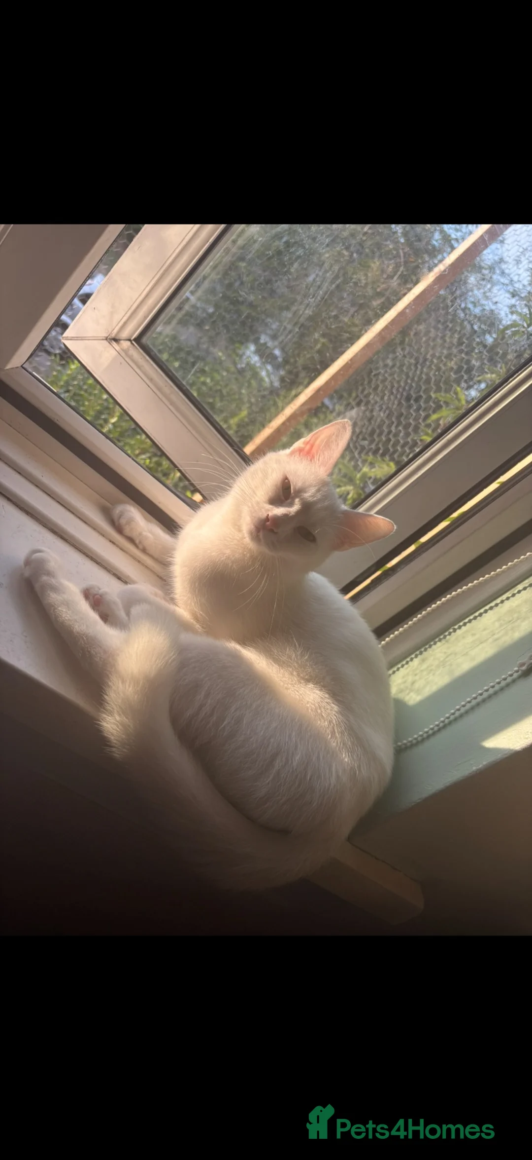 Mixed Breed cats for sale: White female cat - Advert 5