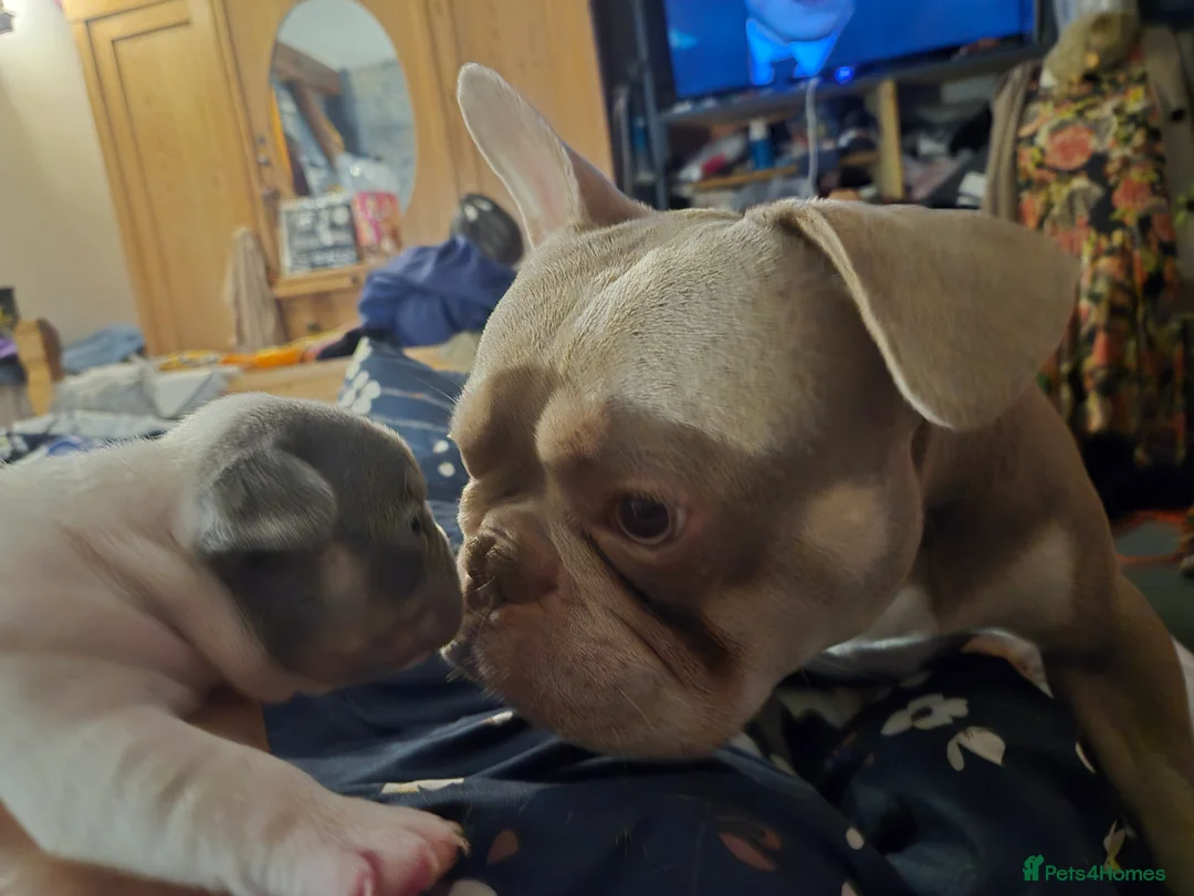 French Bulldog dogs for stud: Isabella French Bulldog for Stud - Advert 5