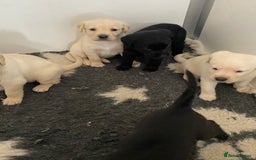 Labrador Retriever dogs for sale: Yellow and Black Labrador puppies  - Image 9