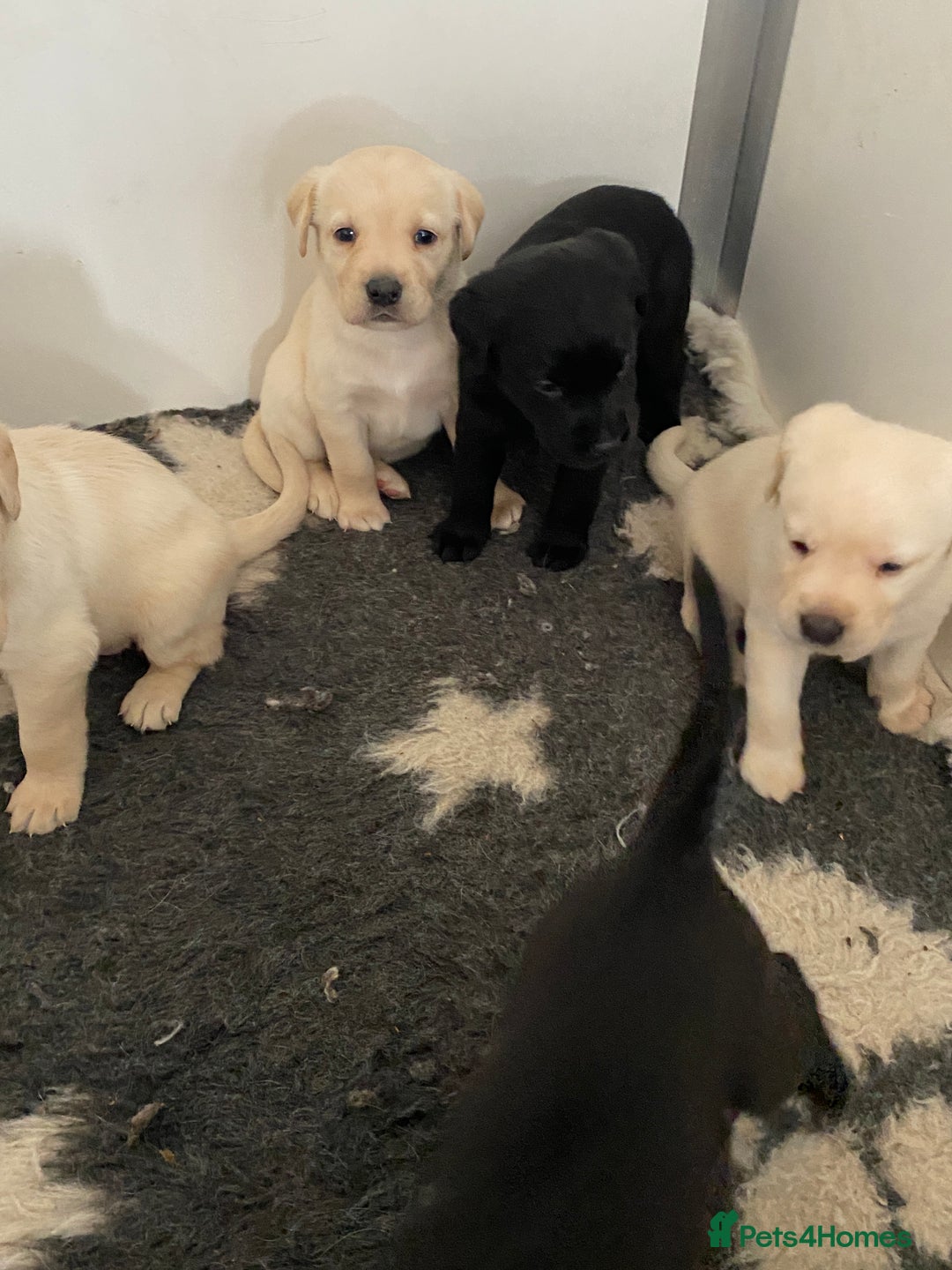 Labrador Retriever dogs for sale: Yellow and Black Labrador puppies  - Image 9