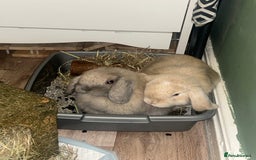 Mini Lop rabbits for sale: 2 male mini lops - Image 5
