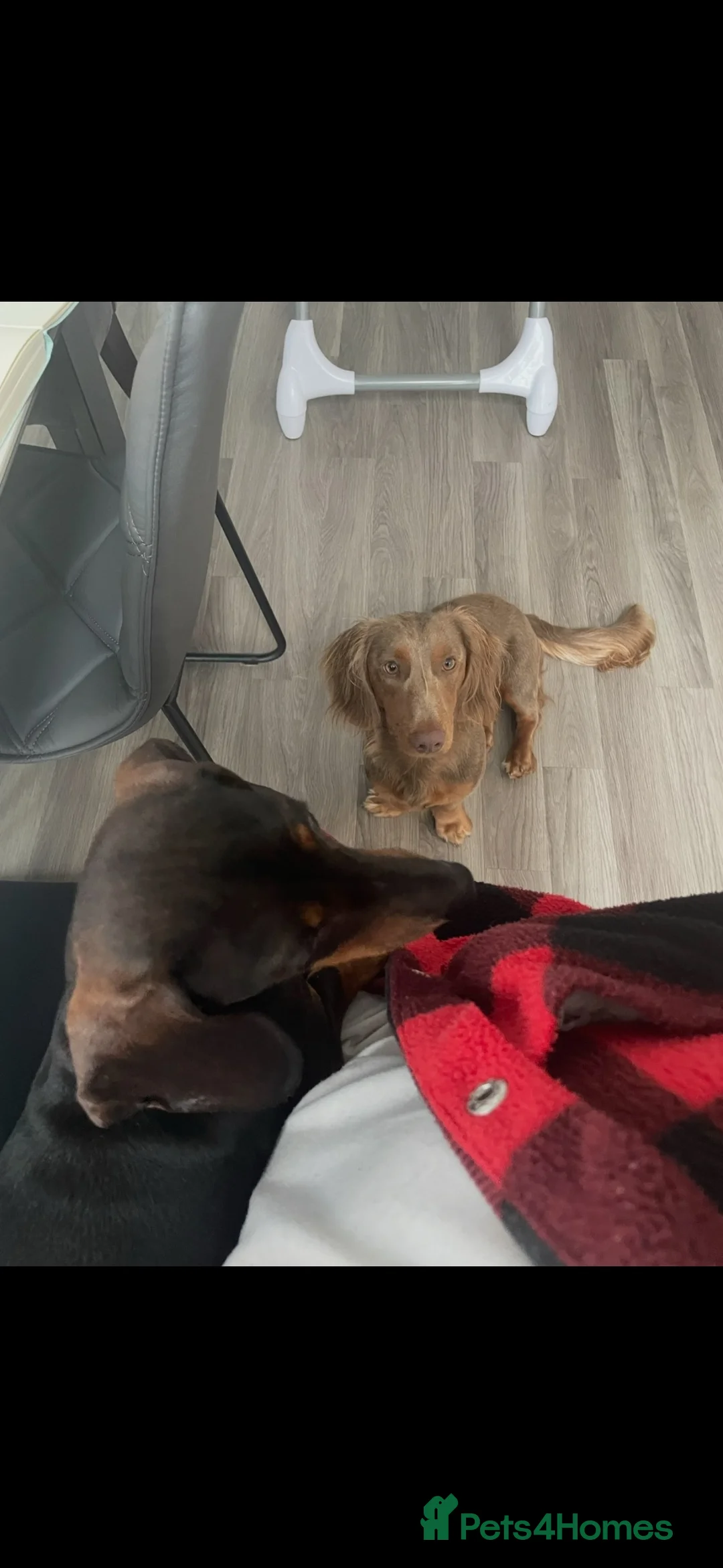 Dachshund dogs for sale: Buddy 3yr old dachshund for sale  - Advert 2