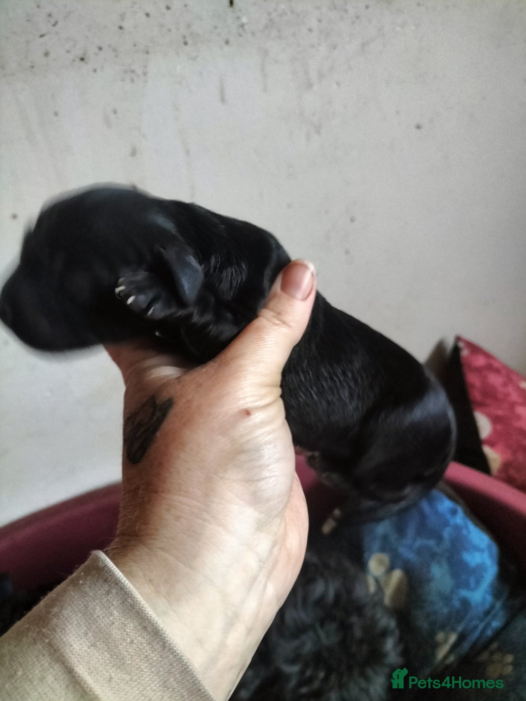 Labradoodle dogs for sale: Beautiful labradoodle puppies for sale  - Advert 7