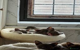 Burmese cats for sale: Burmese kittens for sale  - Image 2