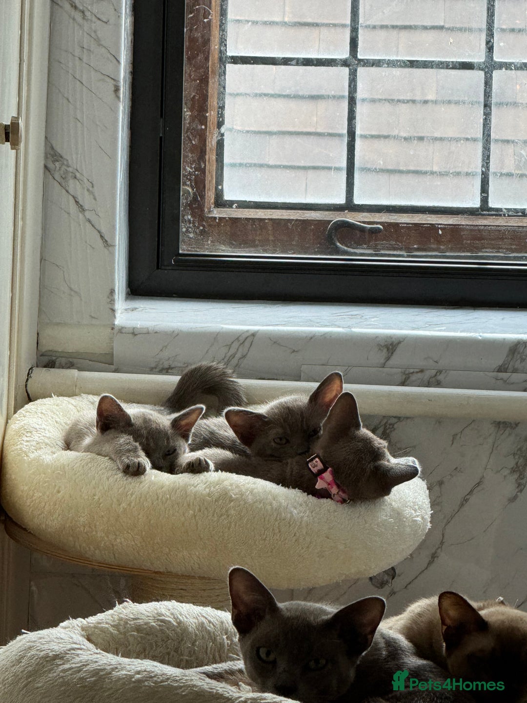 Burmese cats for sale: Burmese kittens for sale  - Image 2
