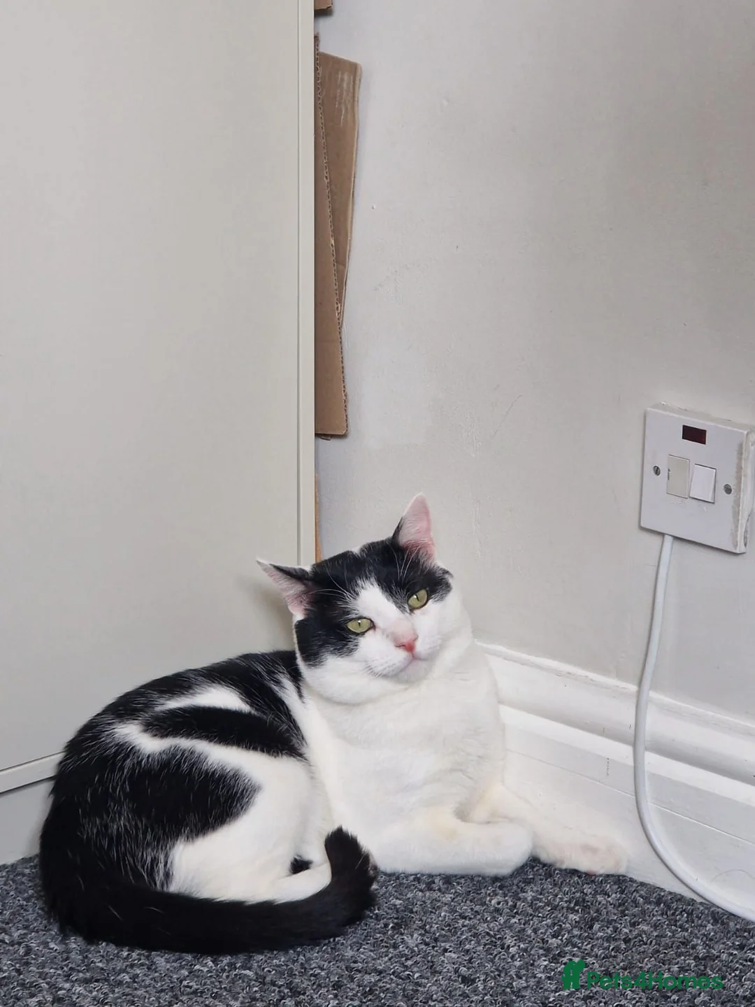 Domestic Shorthair cats for sale: Kayo the Gentle Giant seeks loving home in Cardiff - Advert 2