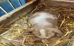 Mini Lop rabbits for sale: 2 Female Minilop Babies for sale £100 for the pair - Image 5