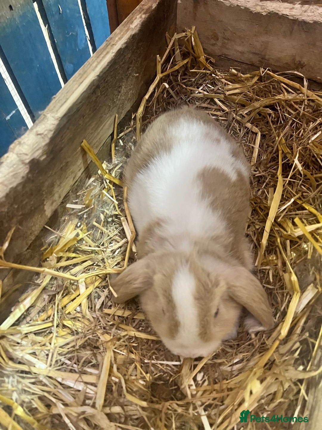 Mini Lop rabbits for sale: 2 Female Minilop Babies for sale £100 for the pair - Image 5