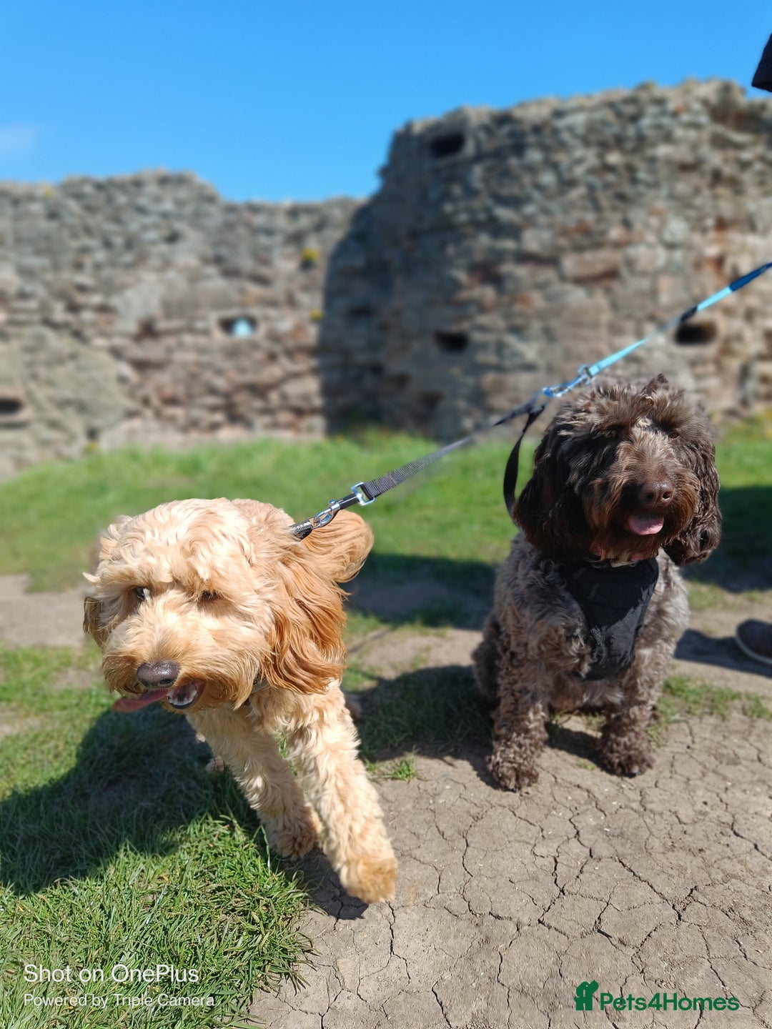 Cockapoo dogs for sale: Lovely cockapo puppies - Image 9
