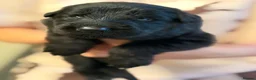 German Shepherd dogs for sale: 🐾 KC Registered German Shepherd Puppies 🐾 in Kirkcaldy - Advert 8