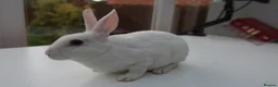 Rex rabbits for sale: Mini Rex BEW Rabbits - Advert 3