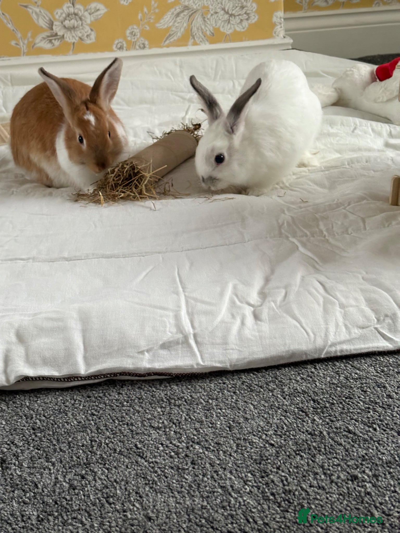 Dwarf Lop rabbits 2 bonded dwarf lop rabbits - Advert 17