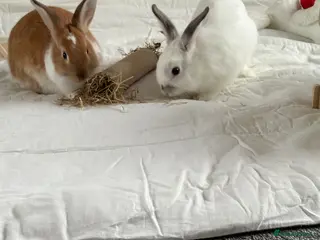 Dwarf Lop rabbits 2 bonded dwarf lop rabbits - Advert 17