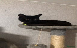 Mixed Breed cats for sale: Cats  - Image 3