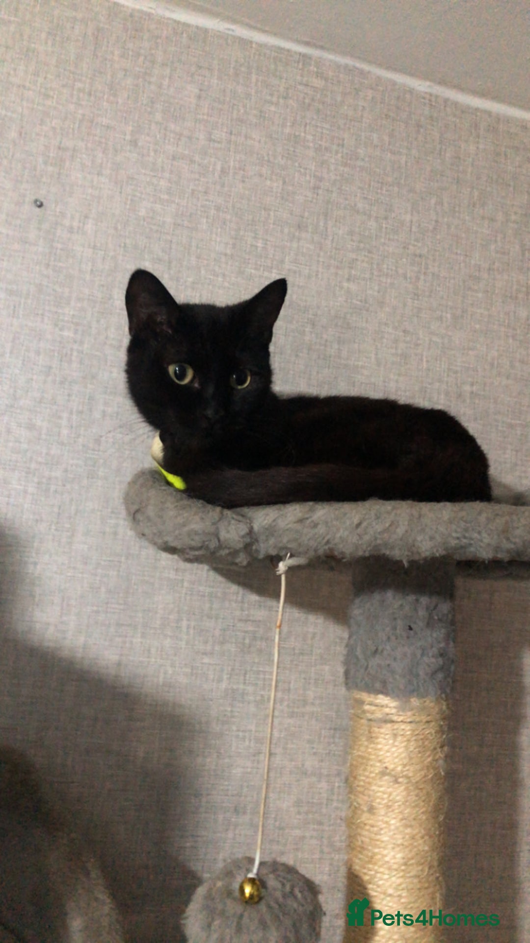 Mixed Breed cats for sale: Cats  - Image 3