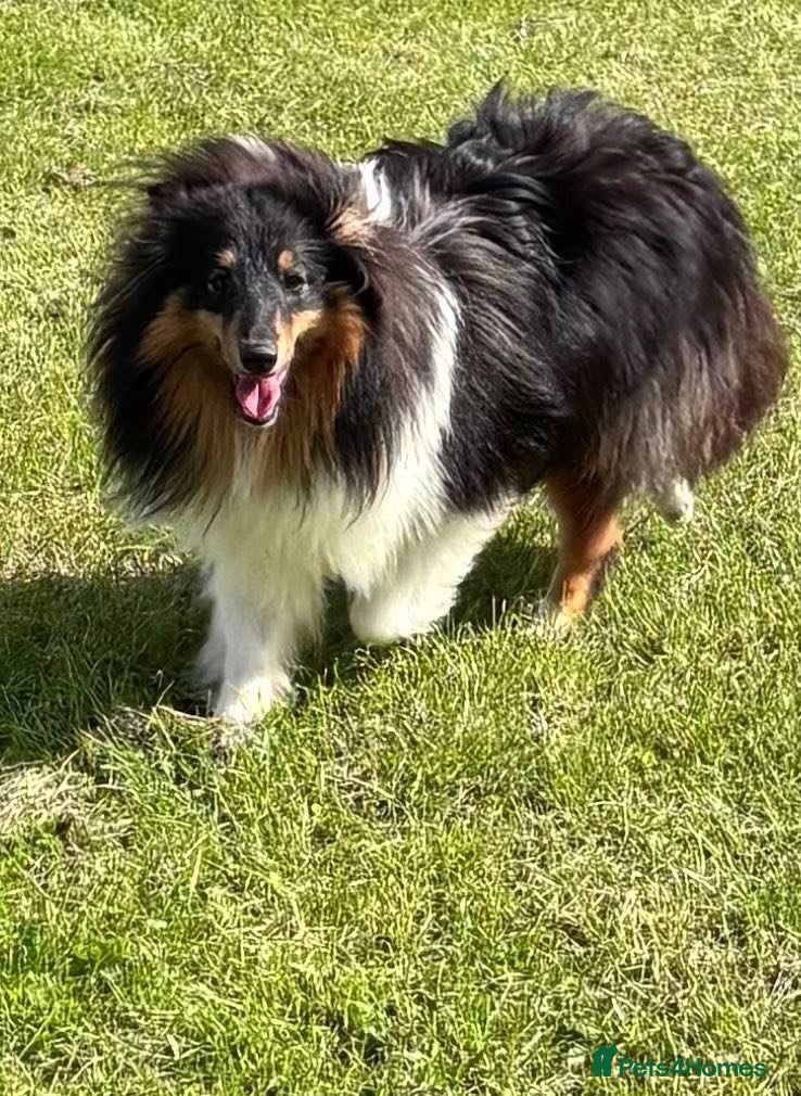 Shetland Sheepdog dogs Beautiful tri Shetland sheepdog bitch  - Advert 5