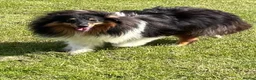 Shetland Sheepdog dogs for sale: Beautiful tri Shetland sheepdog bitch  - Advert 1