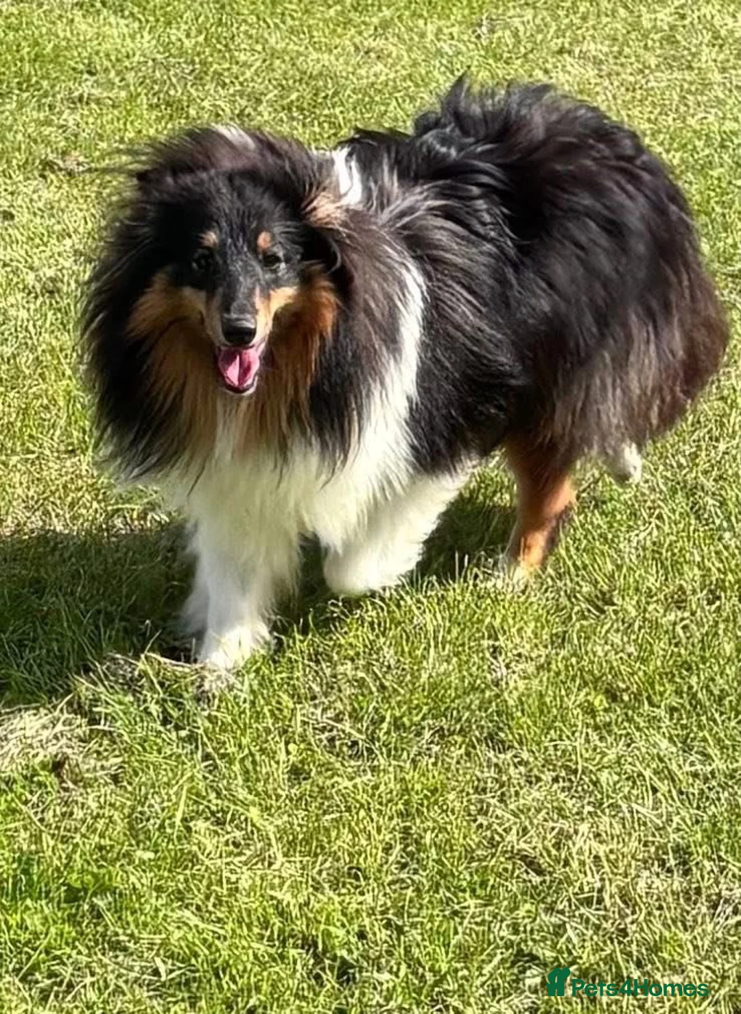 Shetland Sheepdog dogs for sale: Beautiful tri Shetland sheepdog bitch  - Advert 1