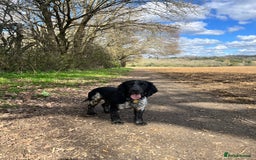 Cocker Spaniel dogs for sale: Loving Cocker Spaniel looking for adult only home  - Image 6