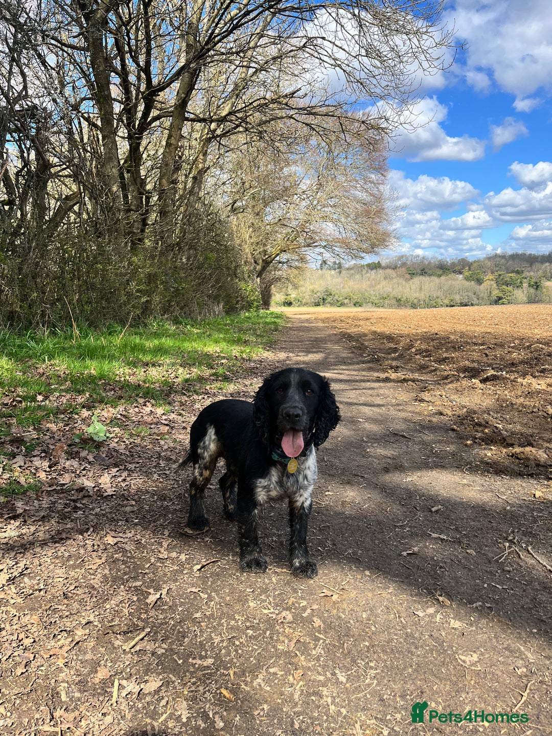 Cocker Spaniel dogs for sale: Loving Cocker Spaniel looking for adult only home  - Image 6
