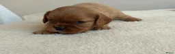 Cavalier King Charles Spaniel dogs for sale: Beautiful Cavalier King Charles Spaniel Puppies in Hitchin - Advert 10