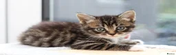 Mixed Breed cats for sale: Tabby Kittens Ready Soon - Advert 19
