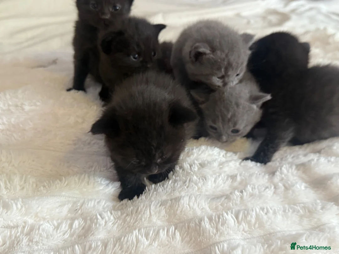 Mixed Breed cats for sale: Kittens in Bexhill-on-Sea - Advert 2