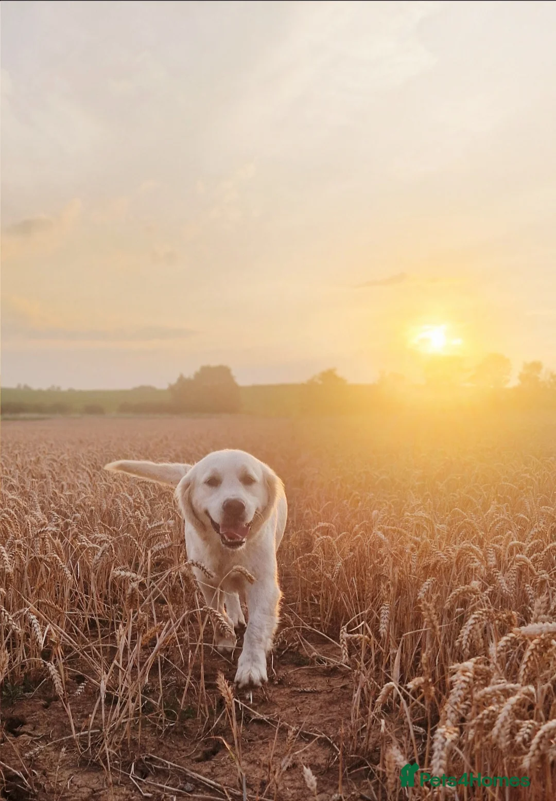 Golden Retriever dogs for sale: Newmiller Retrievers Febuary Litter Announcement  - Advert 1