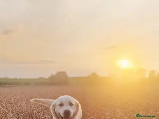 Golden Retriever dogs Newmiller Retrievers Febuary Litter Announcement - Advert 4