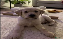 Labrador Retriever dogs for sale: Labrador puppy for sale  - Image 4