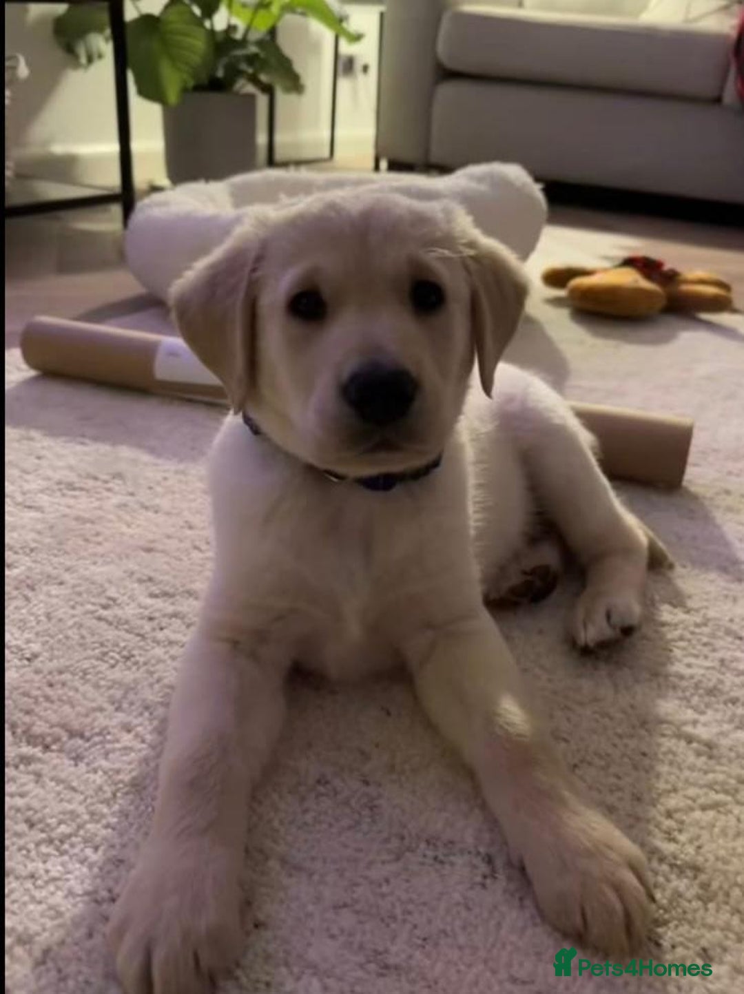 Labrador Retriever dogs for sale: Labrador puppy for sale  - Image 4
