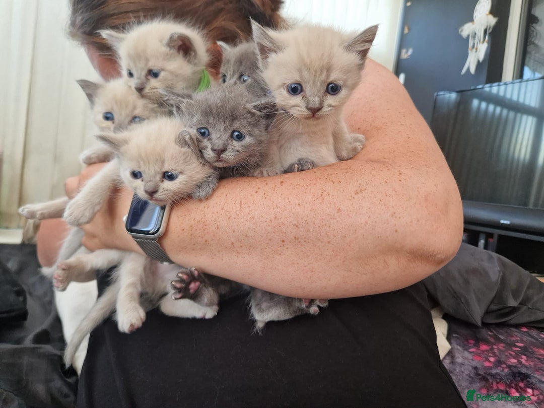 Ragdoll cats for sale: Ragrex kittens for sale  - Image 7