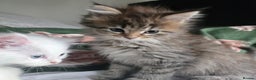 Maine Coon cats for sale: Maine coon Giant russian/European and American - Advert 11
