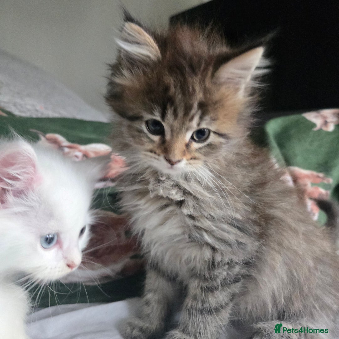 Maine Coon cats for sale: Maine coon Giant russian/European and American - Advert 11