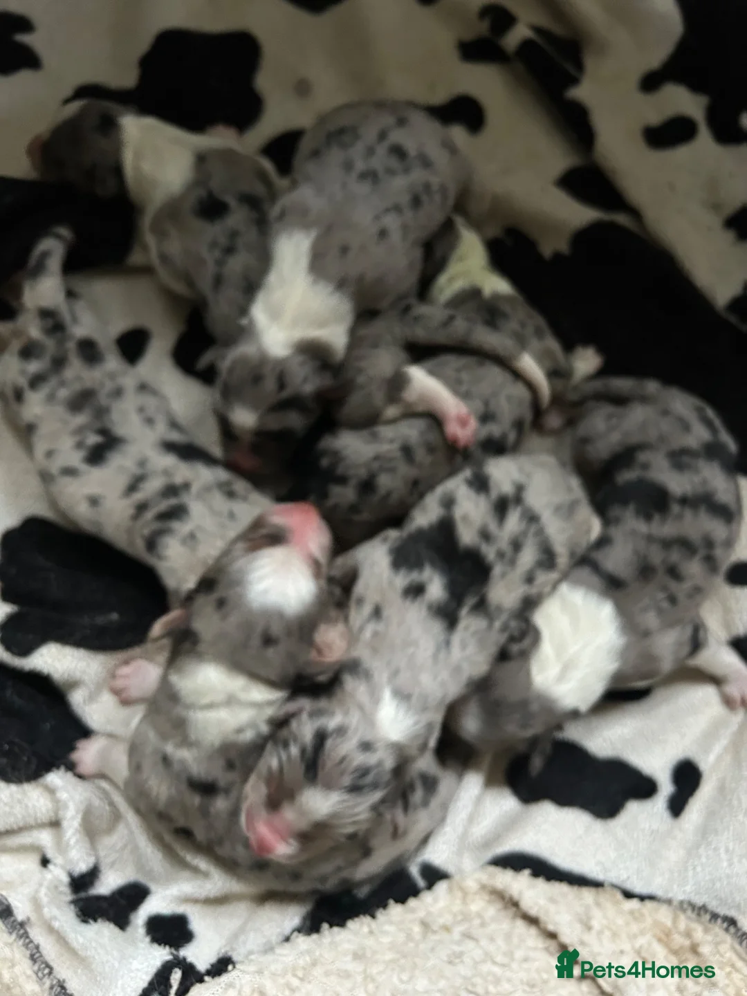 Mixed Breed dogs for sale: Working Border Collie x Australian Shepherd pups - Advert 39