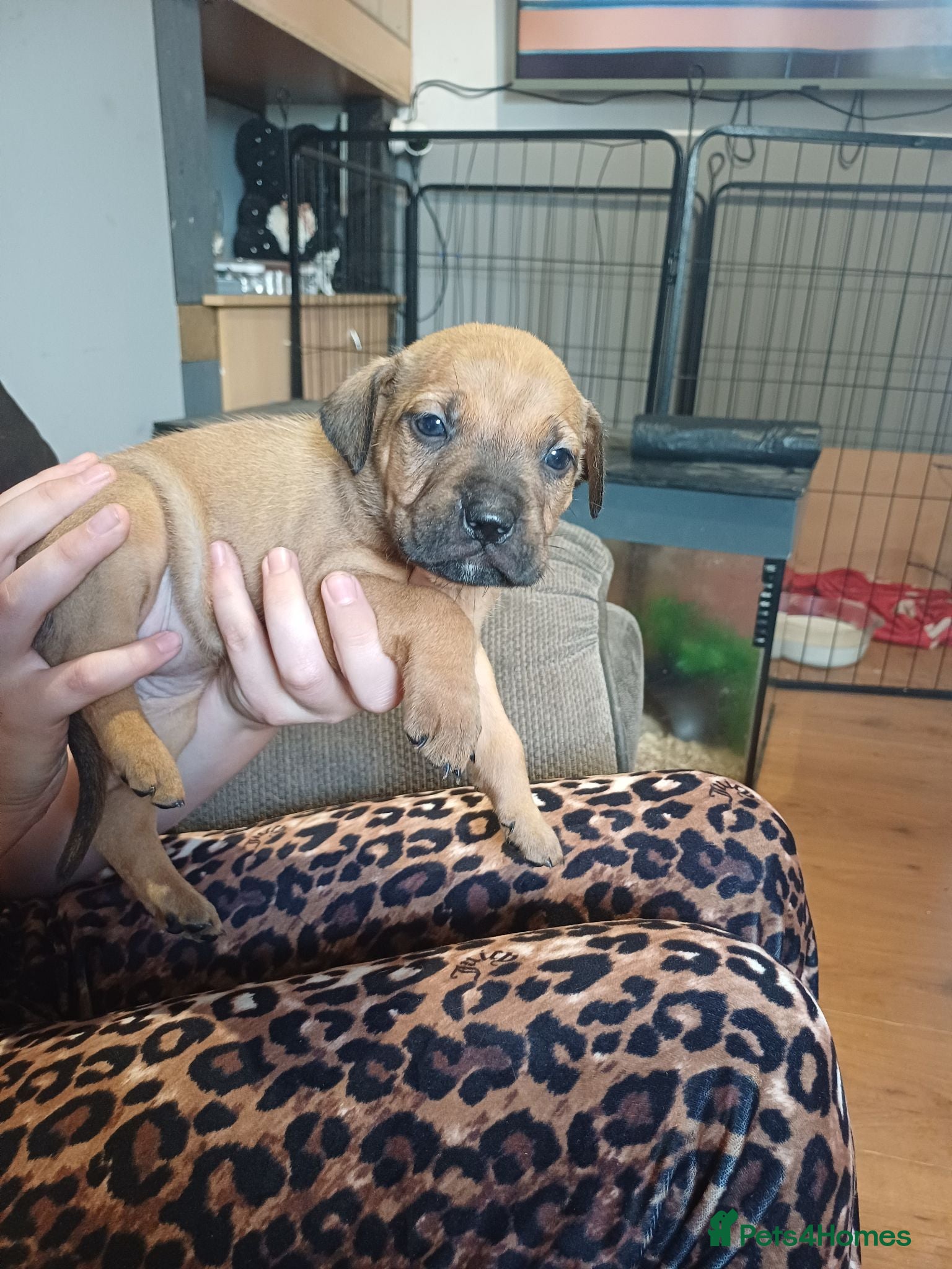 Mixed Breed dogs Puppies  - Advert 6