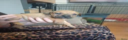 Mixed Breed dogs for sale: Puppies  - Advert 1
