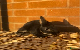 Rex rabbits for sale: Female & male otter/BEW mini rex rabbits  - Image 11