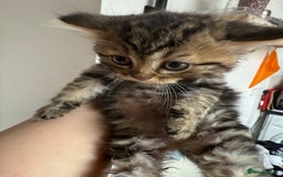Mixed Breed cats for sale: Cats for sale - Image 3