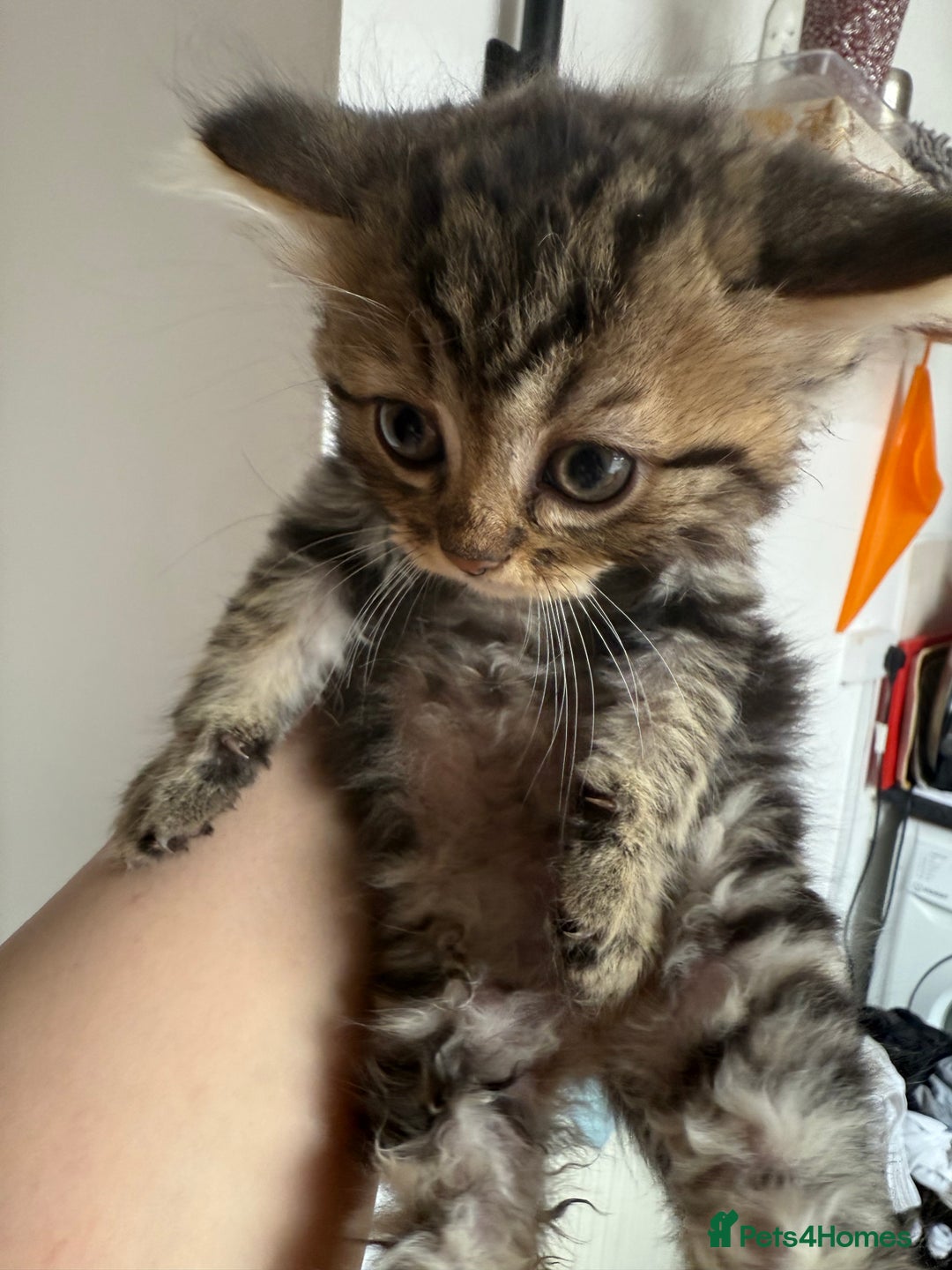 Mixed Breed cats for sale: Cats for sale - Image 3