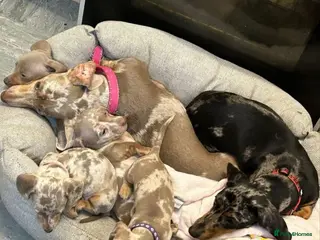 Miniature Dachshund dogs Beautiful Miniature Dachshund Puppies b - Advert 15