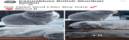 British Shorthair cats for stud: GCCF Studs Blue Lilac Blsue Bi colours in Manchester - Advert 3