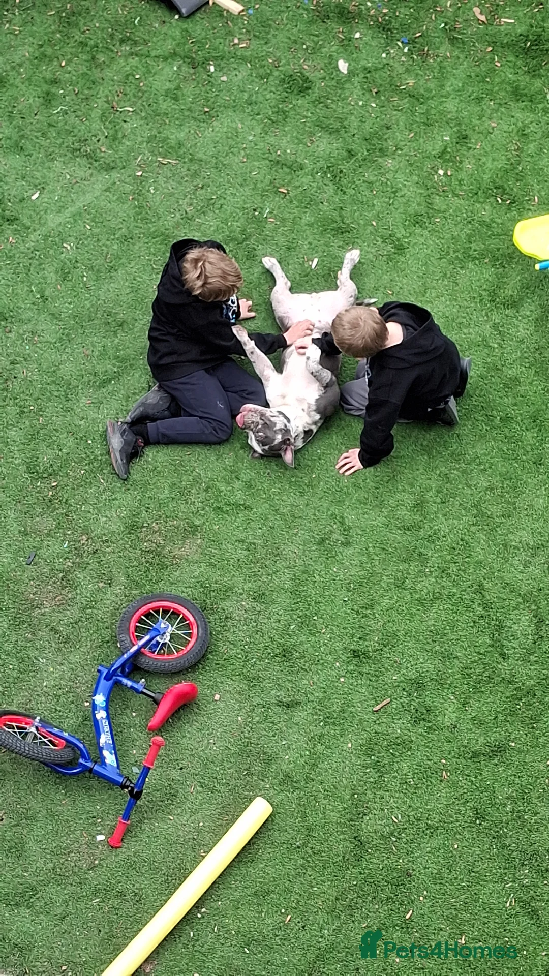 American Bulldog dogs for sale: American pocket bulldog - Advert 4