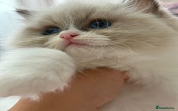 Ragdoll cats for sale: Blue eyes Blue-Bicolor kittens  - Image 20