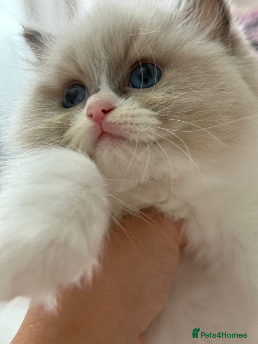 Ragdoll cats for sale: Blue eyes Blue-Bicolor kittens  - Image 20
