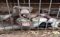 Ferret rodents for sale: 9 Ferrets for sale - Image 5