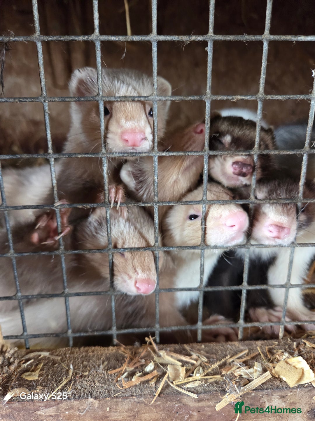 Ferret rodents for sale: 9 Ferrets for sale - Image 5