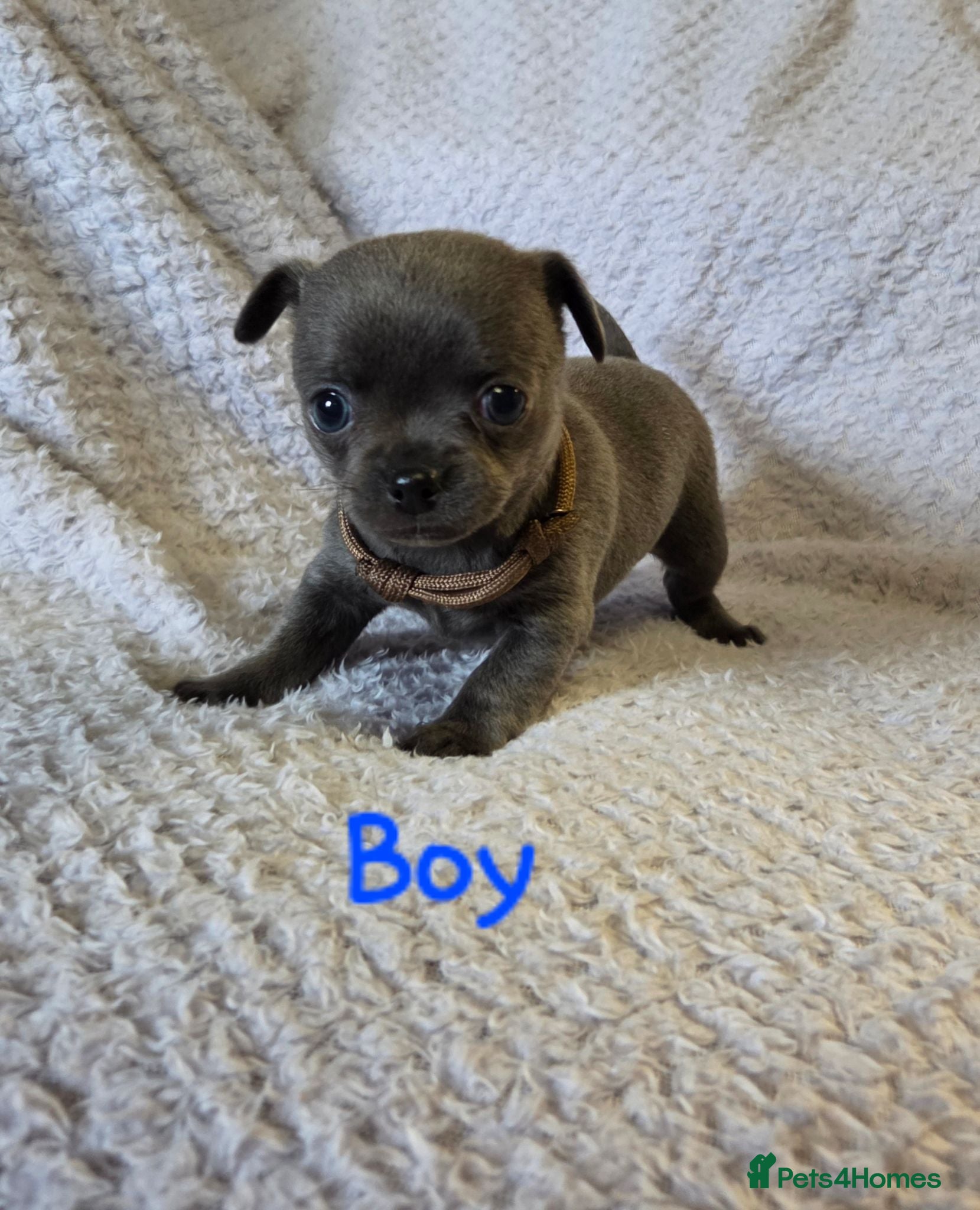Chihuahua dogs Pedigree Chihuahua Puppies  - Advert 13