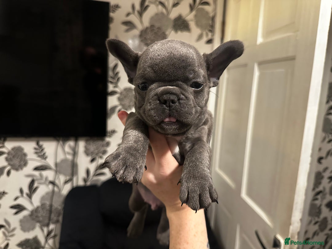 French Bulldog dogs for sale: Blue coat French bulldog pup ONE LEFT  - Image 9